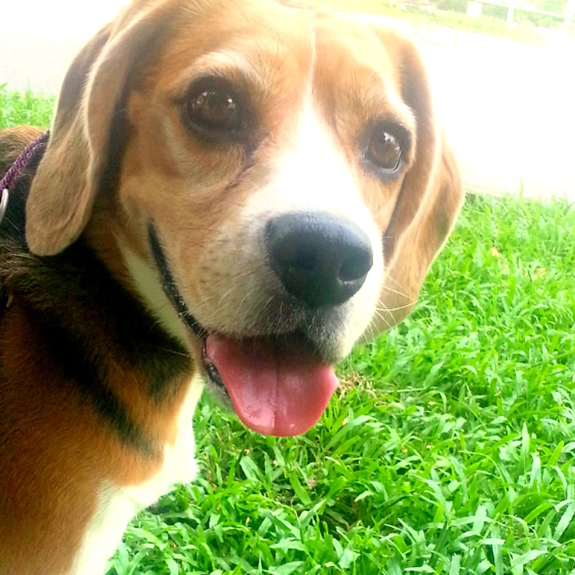A beagle on the grass at Wanderlodge