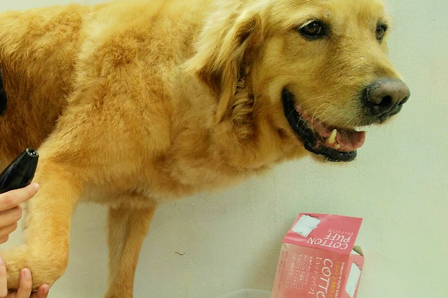 A golden retriever on the Wanderlodge grooming table