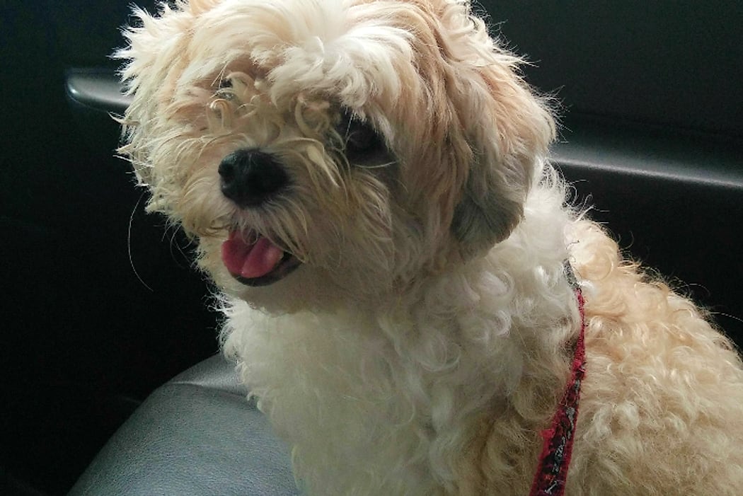 A dog riding in the Wanderlodge pet taxi