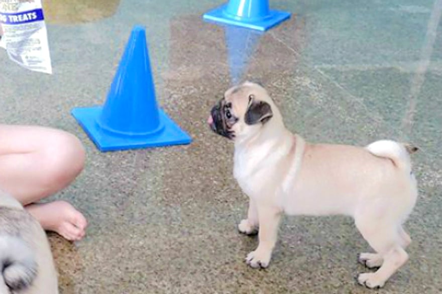 A pug working through cones at Wanderlodge