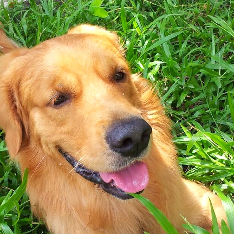 A golden retriever at Wanderlodge