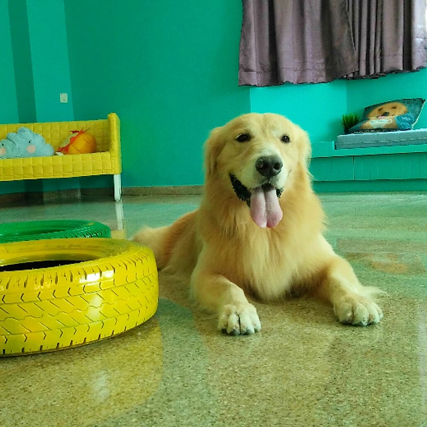 A golden retriever resting in the Wanderlodge play room