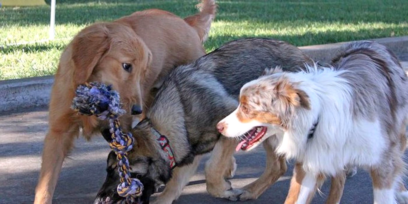 Dogs playing with a rope toy at Wanderlodge
